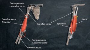 01. Анатомия мышц рук