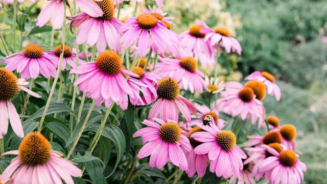 10 Drought tolerant plants for Zones 9,10 &11 смотреть онлайн
