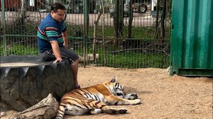 Три Операции за один день!Тигрица Аврора Тигрята Динго,Камри(с ДЦП)