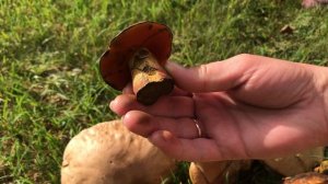 Грибы. Набрали 20 штук???. Тульская область.