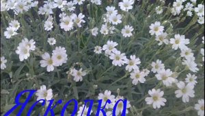 Многолетние цветы в мае