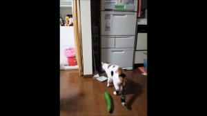 Кот обоссался от страха