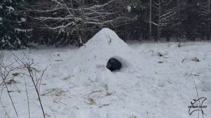 СНЕЖНАЯ ПЕЩЕРА, укрытие из снега, выживание