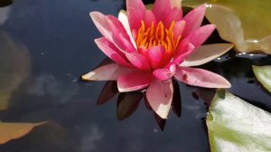Нимфея Comanche (nymphaea Comanche)