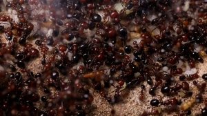 Что такое трофический расплод? | Муравьи и Мифы #3