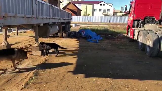 Восточноевропейская овчарка Дивная Ночная Роза 3,5 месяца смотреть онлайн