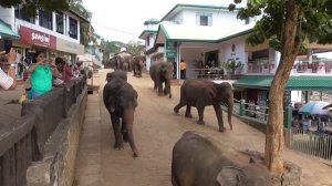 Pinnawala Elephant Orphanage, Sri Lanka