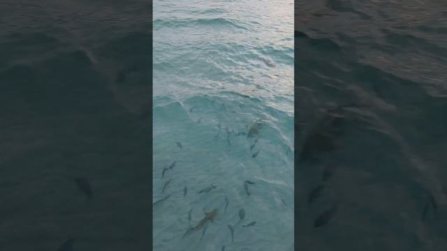 reef sharks - Sun Island Resort & Spa - Nalaguraidhoo - Maldives