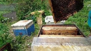 делаю отводок для подсадки матки