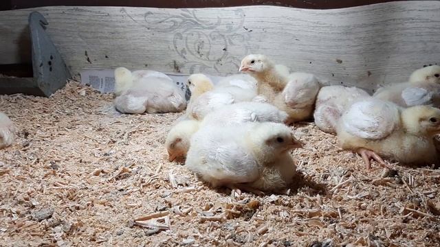 Бройлерным цыплятам Кобб 500 11дней. смотреть онлайн