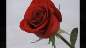 Ярослав Евдокимов Роза красная