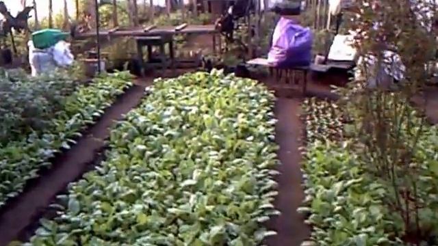 Выращивание редиса в зимней теплице смотреть онлайн