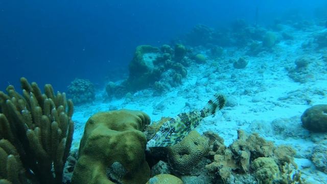 Bonaire, Caribbean Netherlands - Part II смотреть онлайн