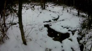 Охота на лося с лайкой, троплением.