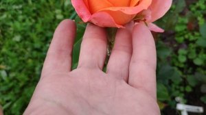 Розы в Подмосковье. Carpe Diem vs. Morning Sun. Пересорт опознан.