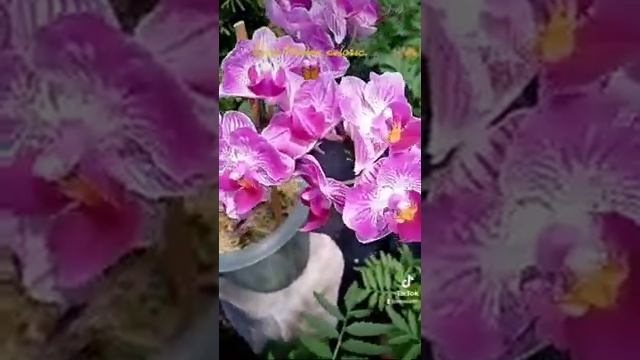 ОРХИДЕЯ БАБОЧКА Sogo Vivien peloric.? смотреть онлайн