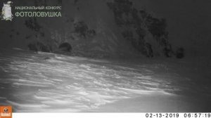 ID4748/Заповедник Остров Врангеля/Росомаха  на море