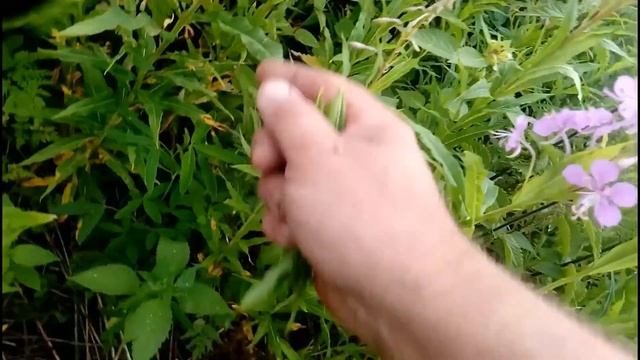 ?? Сбор Иван-чая. ?? Как правильно собирать лист и цвет иван-чая
