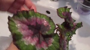 Как помыть бегонию.Очищаем растение от пыли.