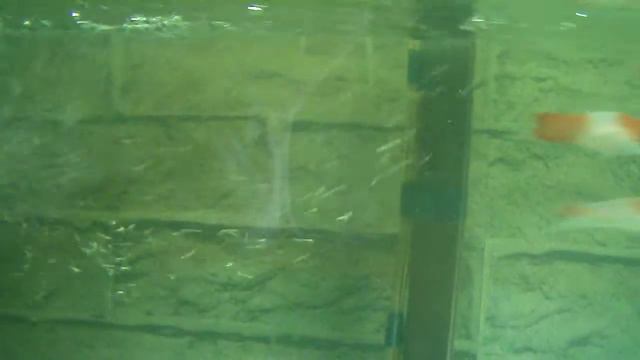 DSCF4905.AVI - МЕЧЕНОСЕЦ КОИ КОХАКУ САНТА КЛАУС