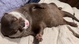 となりで彼氏ヅラして寝るカワウソが怖すぎる Otter Lying in Bed Like a Human.mp4