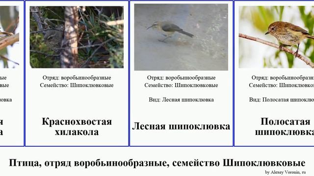 Птица, отряд воробьинообразные, семейство Шипоклювковые шипоклювка birds Fuse Tropic Passeriformes