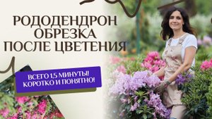 Обрезка рододендрона после цветения