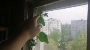 Огурцы на подоконнике, обрезка верхушки. Май 2023. Цветение.