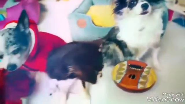 Чихуахуа Эйван 😍🐕