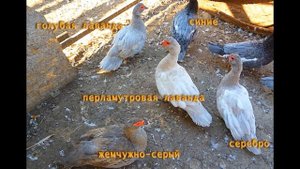 Мускусные утки лаванда, какие сюрпризы нам приготовила. КАКАЯ БЫВАЕТ ЛАВАНДА. генетика окрасов ч.7