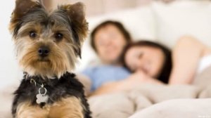 КАК ПРАВИЛЬНО ВЫБРАТЬ СОБАКУ