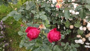 Нужно ли для искореняющей обработки в железный купорос добавлять лимонную кислоту ?