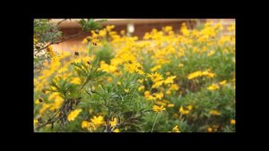 Canon EOS 60D - 18-135mm. Video test. Flower backyard