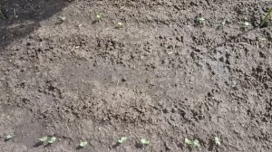 Как вырастить бамию (Окра) в открытом грунте