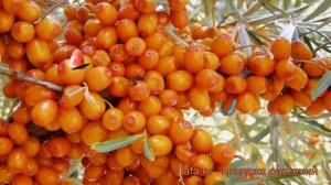 Облепиха мужской Алей (hippophae rhamnoides alei) ? Алей обзор: как сажать, саженцы облепихи Алей