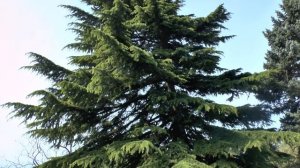 Test Panasonic HC-X800