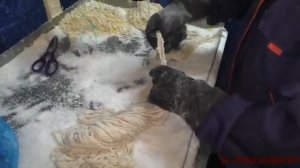 Как распутывать пучок свиной черевы.