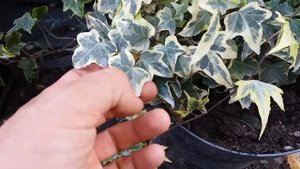 Плющ звичайний Hedera helix " Yellow Ripple  "