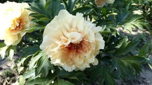 Gorgeous Peony ITO hybrid Dans du Feu!
