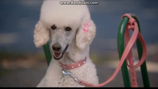 Дин засмотрелся на пуделя смотреть онлайн