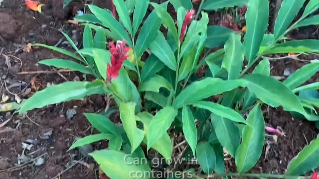 Alpinia purpurata Red Ginger Lily Red cone bright red coloured long lasting flowers semishade смотреть онлайн