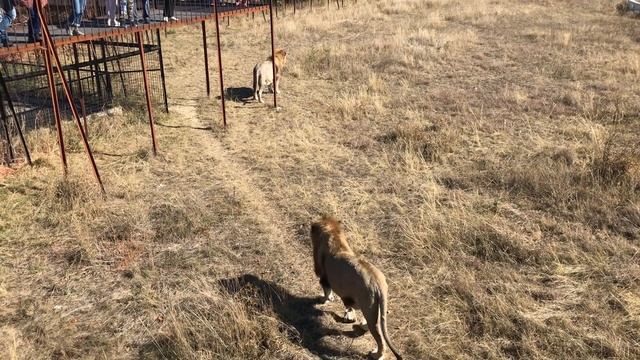 Красавцы Чук и Гек смотреть онлайн
