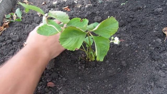Посадка ремонтантной клубники Гармония