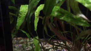 Новые рыбы с птичьего рынка!! (Вьюн зодиак, радужный бычок, скалярия..)