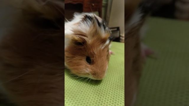 Тикули Пикули хочет с вами познакомиться ❤️ смотреть онлайн