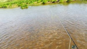 нахлыст ловля крупного головля