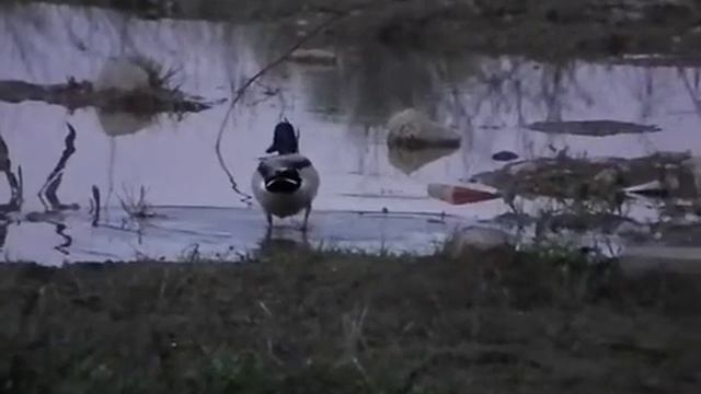 Fujifilm HS 10 - Кряква на прогулке смотреть онлайн