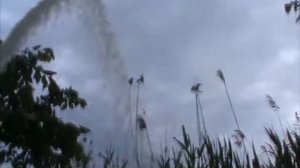 Обзор мотопомпы для чистой воды (Clear Water Pump) KOSHIN SEH-50X