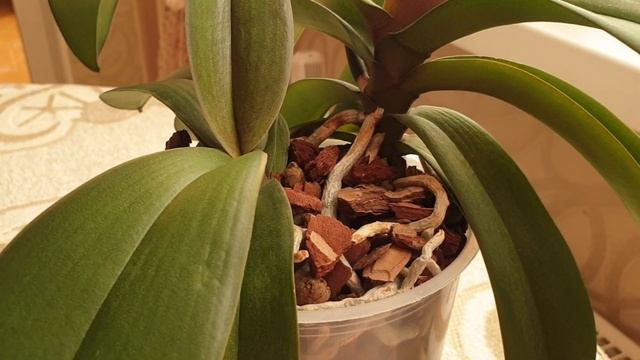 Пятна на корнях орхидеи || Коричневые или ржавые пятна || Почему и что делать? смотреть онлайн