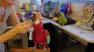 Вот так попугаи пьют лекарства. Попугай ара, какаду, Гиацинтовый Ара, говорящий попугай.